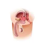 Erectile Dysfunction Package